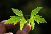 Neem Leaf