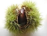 sweet chestnuts