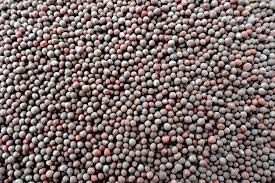 Black Mustard Seeds