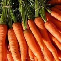 Fresh Carrot