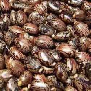 Castor Oil Seeds