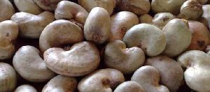 Raw Cashew Nuts