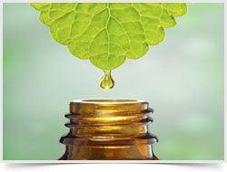 stevia liquid extract