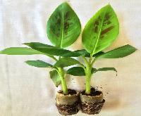 banana tissue culture plants