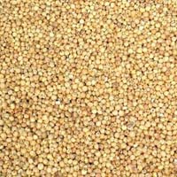 Sorghum Seeds