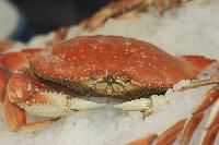 Frozen Crab