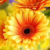 Fresh Gerbera Flower