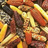 Maize