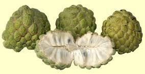 Custard Apple