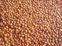 Red Gram (Toor Whole)