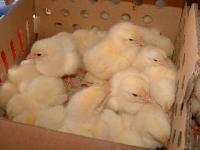 Broiler Chicks