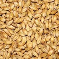 Barley Seeds