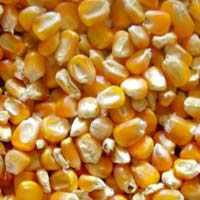 Maize Seeds