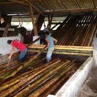 Bamboo Chemical Treatment Plant