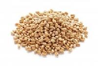Durum Wheat