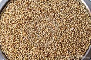 Sorghum