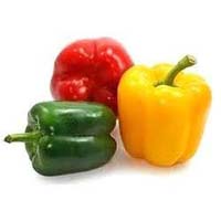 Capsicum