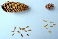 tree seeds