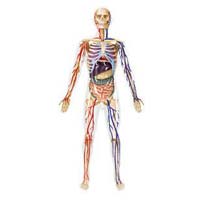 Human Anatomical Chart