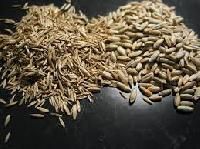 Rye seed