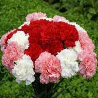 fresh carnation flower