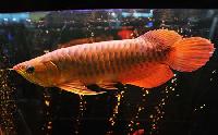 A Grade Super Red Arowana Fishes