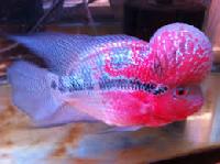 Super Red Dragon Flowerhorn Fishes
