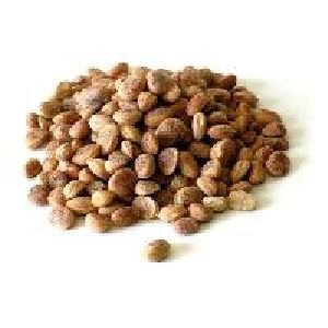 karanj seeds