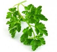 Parsley Leaves