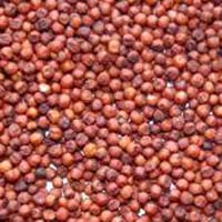 Ragi Seeds