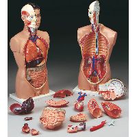 anatomy models