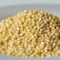 Foxtail Millet Seeds