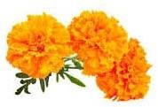 Marigold Extract