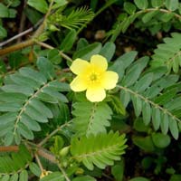 Tribulus Terrestris Extract