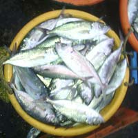 Indian Mackerel Fish