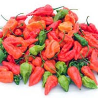 bhut jolokia chili