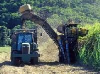 sugar cane harvester