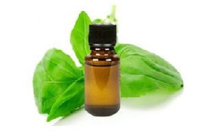 Basil Oil