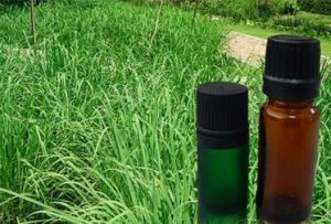 Citronella Oil