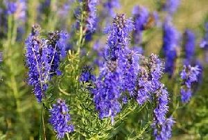 Hyssop Oil