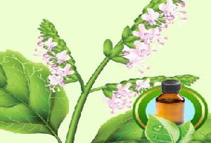 Patchouli Oil