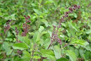 Tulsi