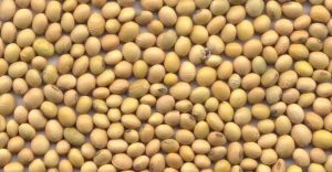 Soybean Extraction Meal