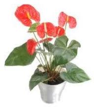 allura anthurium