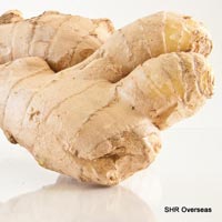 Fresh Ginger