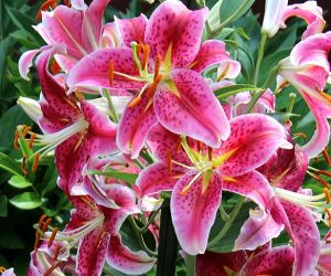 Fresh Asiatic Lily Cut Flower