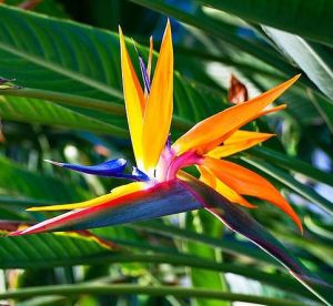 bird of paradise flower