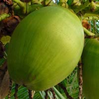 Coconut