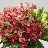 Fresh Alstroemeria Cut Flower