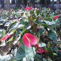 Fresh Anthuriums Cut Flower